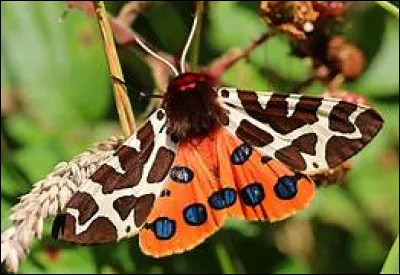 Quel est ce papillon ?