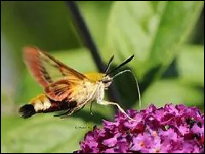 Lequel de ces papillons ne mange pas ?