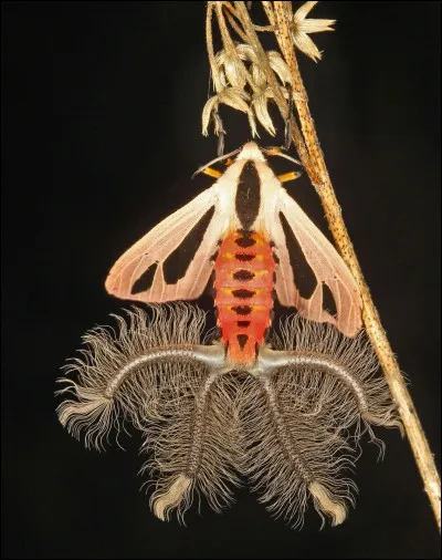 Quel est l'utilité de ses tentacules ?