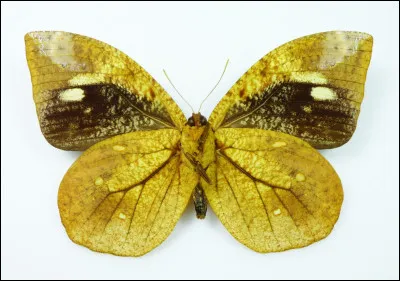 Quel est le nom de ce papillon ?