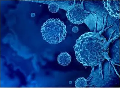 Comment se forme une cellule mutée, si la cellule possède initialement deux chromosomes à 1 chromatide ?