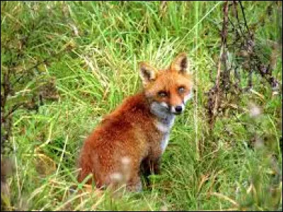 Chez les mammifères, la mitose :