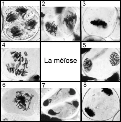 Combien de mécanismes de brassage peuvent se produire durant la méiose ?