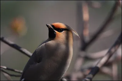 Quelle marque française a choisi comme logo l'oiseau jaseur du Brésil ?