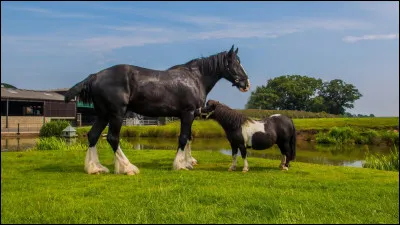 Quelle taille préférez-vous chez un cheval ?