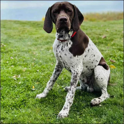 Demandé au gardien, c'est l'...