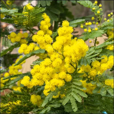 Le nom scientifique du mimosa plus communément cultivé en France est "Acacia dealbata".