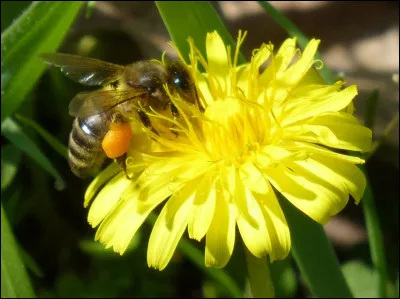 Quelle caractéristique essentielle attire particulièrement les insectes pollinisateurs ?