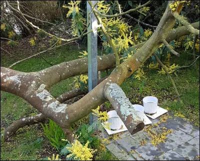 Quel objet traditionnel allez-vous fabriquer avec le bois de mimosa ?