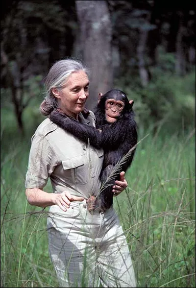 Jane Goodall est une célèbre primatologue, anthropologue et ethnologue britannique. Elle est la première scientifique à sêtre intéressée...