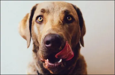 Quelle activité peut calmer un chien anxieux ?