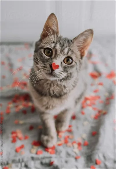 Quel son peut aider un animal à se sentir mieux en ton absence ?