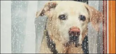 Quelle est l'une des causes possibles de l'anxiété de séparation chez le chien ?