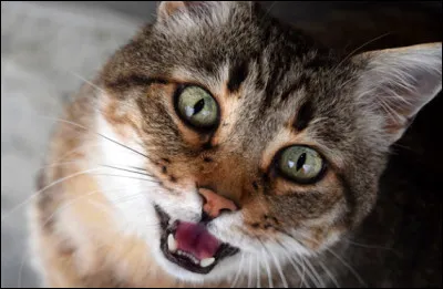 Les chats peuvent-ils aussi souffrir d'anxiété de séparation ?