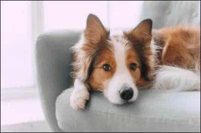 Quel comportement peut indiquer une angoisse chez un chien ?