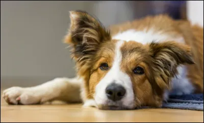 Quelle est la première chose à faire pour calmer un animal stressé ?