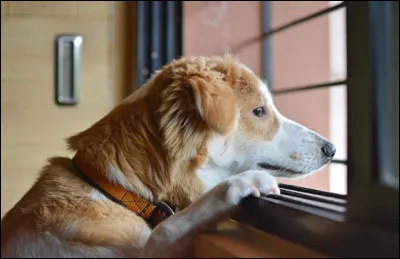 Quel type de jouet est recommandé pour un chien anxieux ?