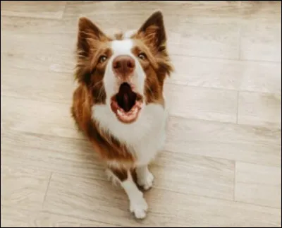 Quelle race de chien est plus sujette à lanxiété de séparation ?