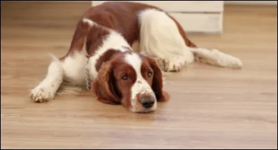 Quel est le meilleur moyen d'aider un chien anxieux à ton départ ?