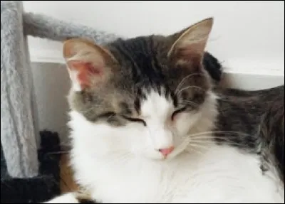 Un chat stressé par la séparation peut :