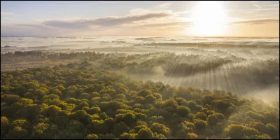 Aimes-tu les forêts ?