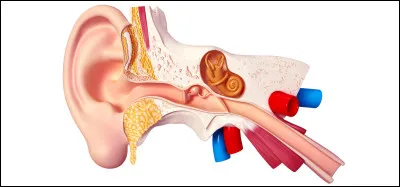 Quel est le r&ocirc;le de l'oreille interne ?