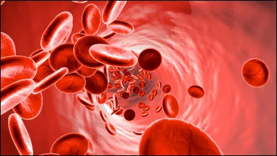 Dans quel organe du corps es globules rouges sont-ils produits ?