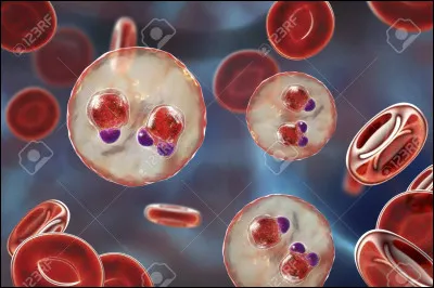 Quel est le r&ocirc;le principal des globules rouges dans le corps humain ?