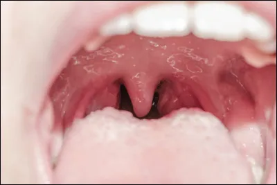 Quelle est la fonction principale de la luette ?