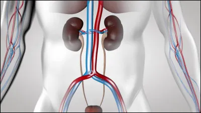 Quel est le r&ocirc;le principal de l'appareil urinaire ?