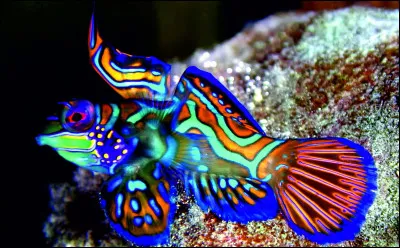 Champignon parasite comestible des conifères !