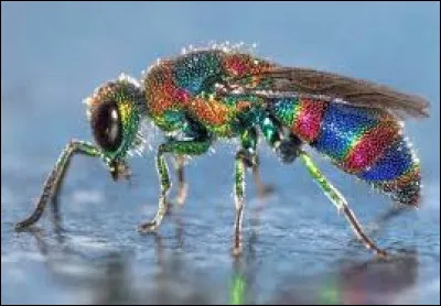 Lieu ou des adeptes se réunissent autour d'un gourou pour recevoir son enseignement !