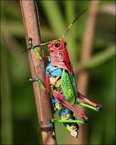 Enzyme digestif secrété par le pancréas et les glandes salivaires !