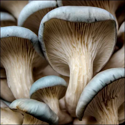 Des champignons poussent en hiver.