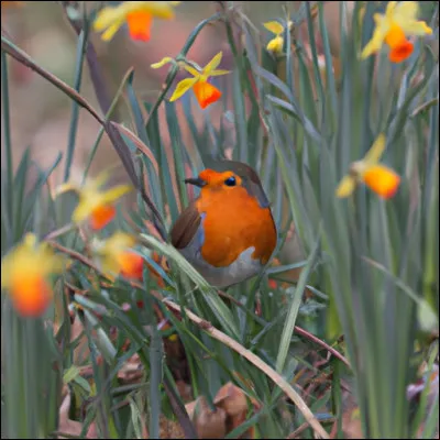 L'oiseau au centre de l'illustration est un bouvreuil.