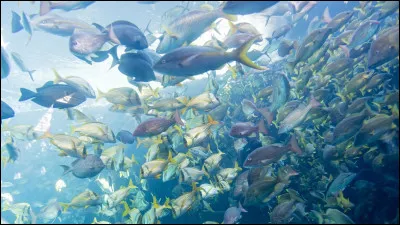 D'après les recherches de Victoria Anne Braithwaite, les poissons ressentent-ils de la douleur ?