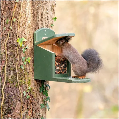 Que font les écureuils en automne pour se préparer à l'hiver ?