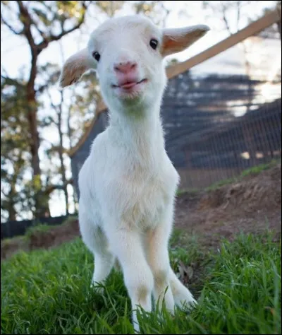 Que se passe-t-il si le lien d'attachement n'est pas formé entre la chèvre et son chevreau ?