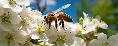 Quelle substance les abeilles récoltent-elles principalement pour fabriquer le miel ?