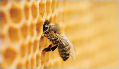 Quel est le rôle des abeilles mâles (les faux-bourdons) dans la ruche ?