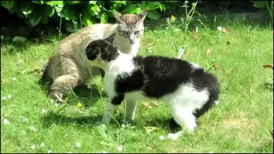 Que fais-tu si tu vois un furry dans la rue ?