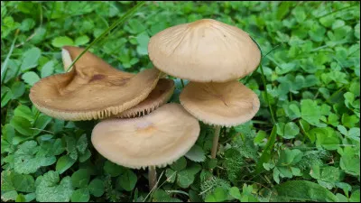 Cette espèce possède un pied très long, qui est furfuracé. Son pied est rugueux au toucher et se termine par une pseudorhize atténuée. C'est l'espèce la plus courante de ce genre et la plus facile à identifier. Son chapeau est finement velouté lorsqu'il est jeune, puis devient glabre avec l'âge, modérément à fortement ridé et plissé autour de l'ombon ou du disque.
Quel est son nom ?