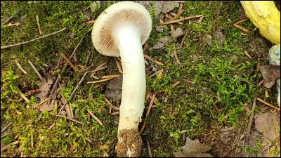 Ce cortinaire a une forte odeur de pâte de gâteau à la vanille au frais. Son chapeau est crème à chamois rosâtre. Il est mycorhizien sur sol sous peupliers. Son pied est radicant. C'est l'espèce la plus répandue de la section Arguti. Quel est son nom ?