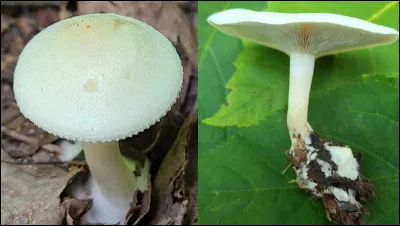 Son chapeau est souvent d'une teinte blanchâtre avec des nuances verdâtres et bleuâtres. Ses lames blanchâtres, sont adnées à légèrement décurrentes. Il dégage une odeur d'anis, souvent perceptible avant même de repérer le champignon. Sa saveur est généralement anisée, parfois douce. Sa sporée est de couleur crème rosée, tirant sur le chamois. Il pousse sur le sol sous les conifères et feuillus. 
Quel est son nom ?