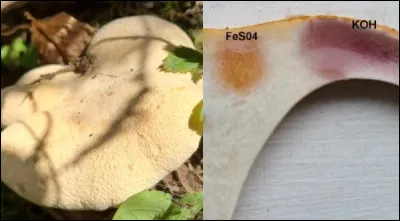 Ce champignon a une face poroïde blanchâtre et est comestible. Les teintes orange saumon pâle de son chapeau, sa taille, ainsi que l'absence de couleur jaune citrin sur la face poroïde lorsqu'il est frais, sont des caractéristiques fiables pour le différencier de son sosie. Il pousse sur le sol sous les conifères et devient pourpré au KOH sur toutes ses parties comme sur la photo.
Quel est son nom ?