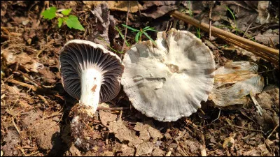 Ce champignon se distingue par son chapeau canescent, orné de fibrilles blanchâtres sur un fond brun-gris à gris-beige lorsqu'il est jeune. Son chapeau mesure entre 2 et 6 cm de diamètre et pousse généralement sur le sol sous les pruches. Il a des lames adnées-arquées, souvent décurrentes. Ses spores mesurent entre 4-6 x 4-5 µm.
Quel est son nom ?