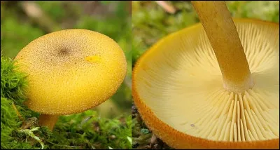 Cette espèce se distingue par son chapeau couvert de fines squamules noir-brunâtre sur un fond jaunâtre à fauve, surtout au centre du chapeau. Elle possède une chair jaune, des lames serrées, un pied fibrilleux-écailleux et une sporée blanche. Son chapeau devient rougeâtre au contact du KOH. Cette espèce est saprotrophe et pousse sur du bois pourri de conifères.
Quel est son nom ?