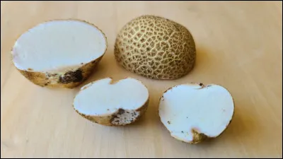 Ce champignon présente de grosses verrues centrales, aplaties ou en forme de pyramides plates, surélevées. Il est sessile ou possède un pseudopied relié par une touffe de cordons mycéliens blanchâtres qui agglomèrent des débris. Sa glèbe est blanche au départ, puis devient pourprée et noirâtre. Il est plus ou moins toxique. C'est le seul champignon parasité par Pseudoboletus parasiticus.
Quel est son nom ?