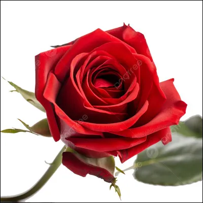 Et enfin, quel prénom préfères-tu ?