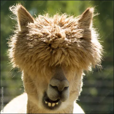 Tu vois un lama en furie débouler dans ta chambre ! Comment réagis-tu ?